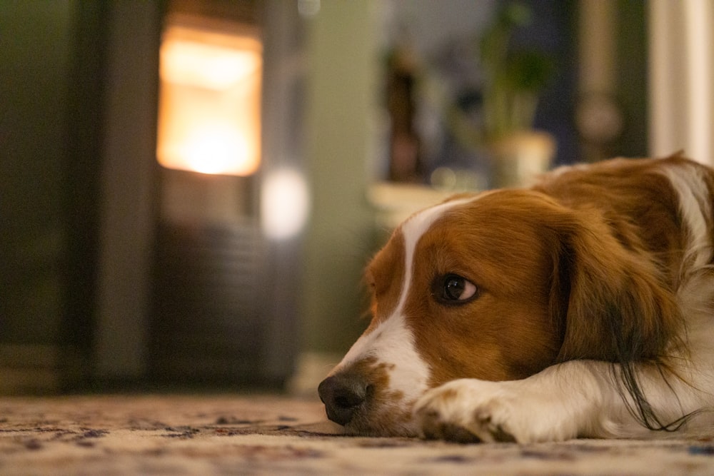 a brown and white dog laying on the floor