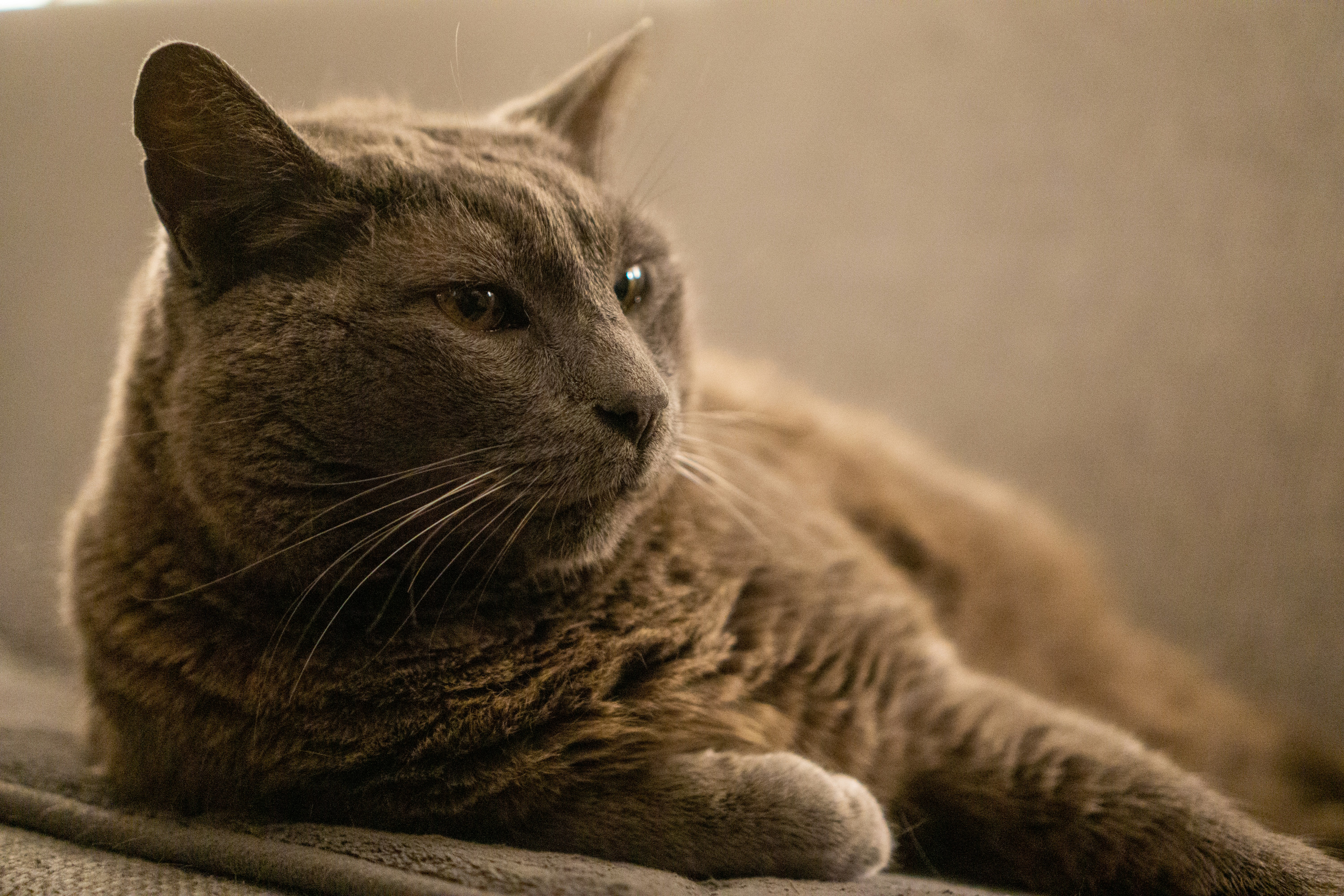 Chartreux (image credits: unsplash)