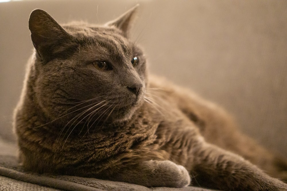 a cat laying on a couch with its eyes closed