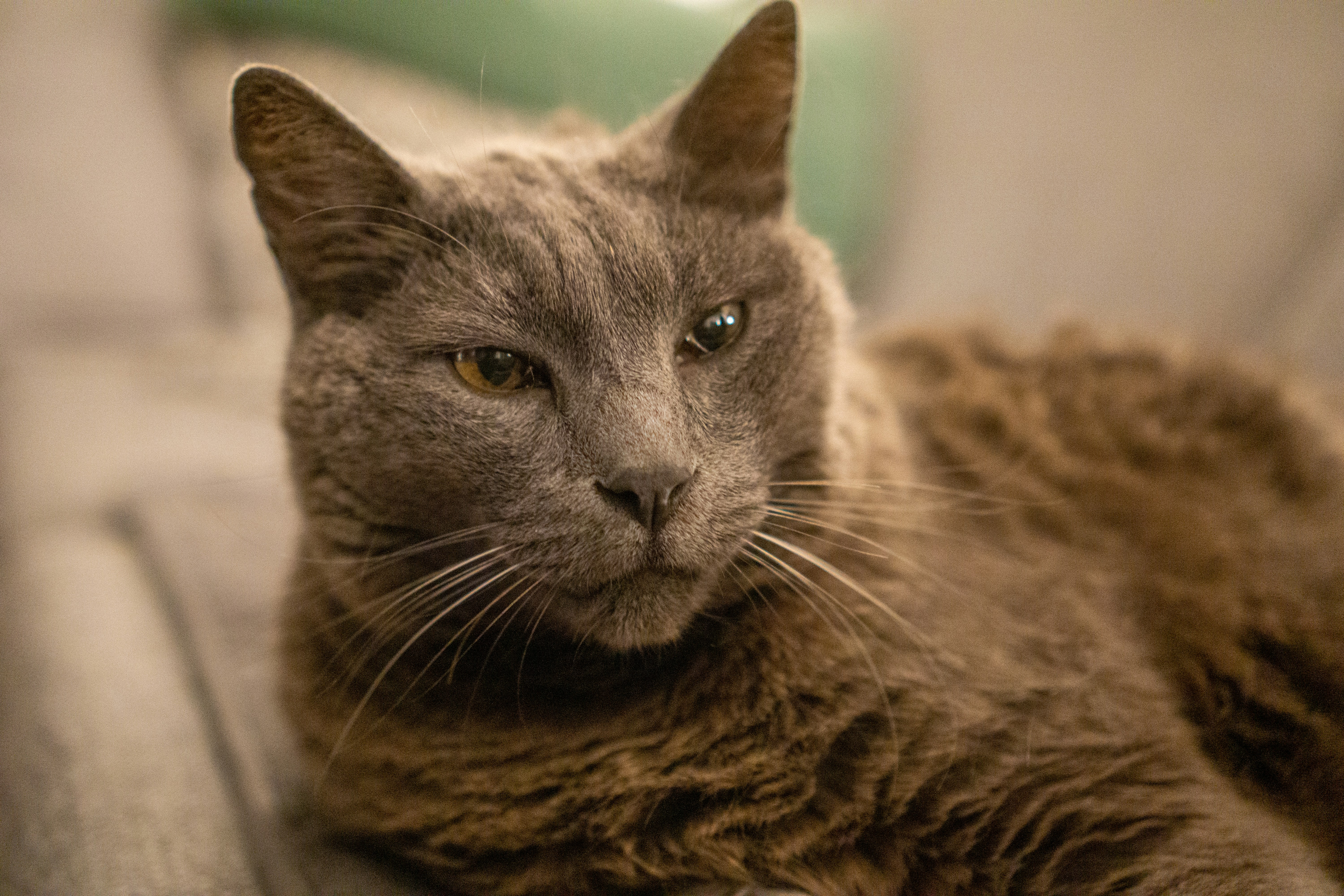 Chartreux (image credits: unsplash)