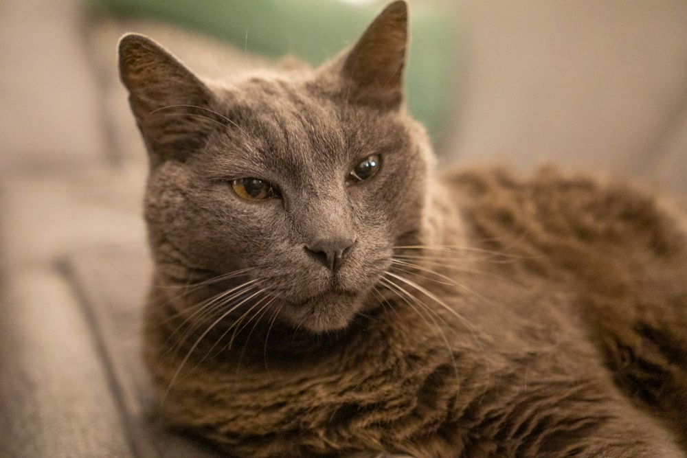 a close up of a cat laying on a couch