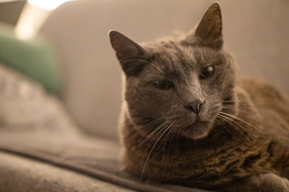 a cat is sitting on a couch looking at the camera