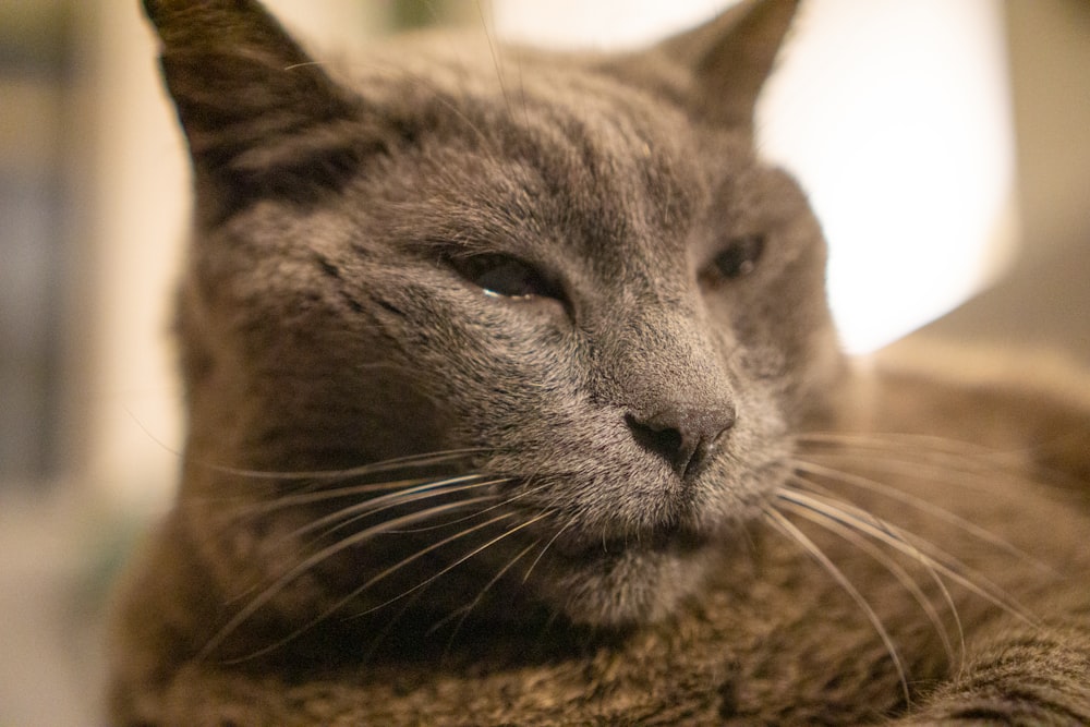 a close up of a cat laying on a bed