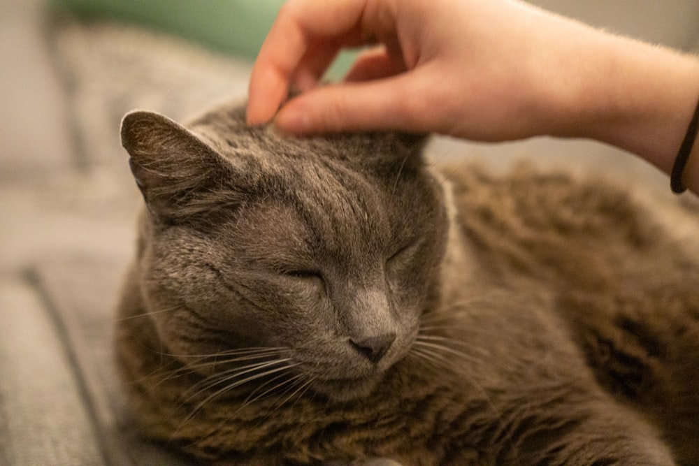 a close up of a person petting a cat