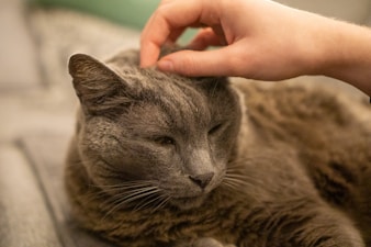 A hand gently pets a gray cat on the head, causing the cat to slightly close its eyes in contentment. The cat appears relaxed, lying on a soft surface, with a blurred background.