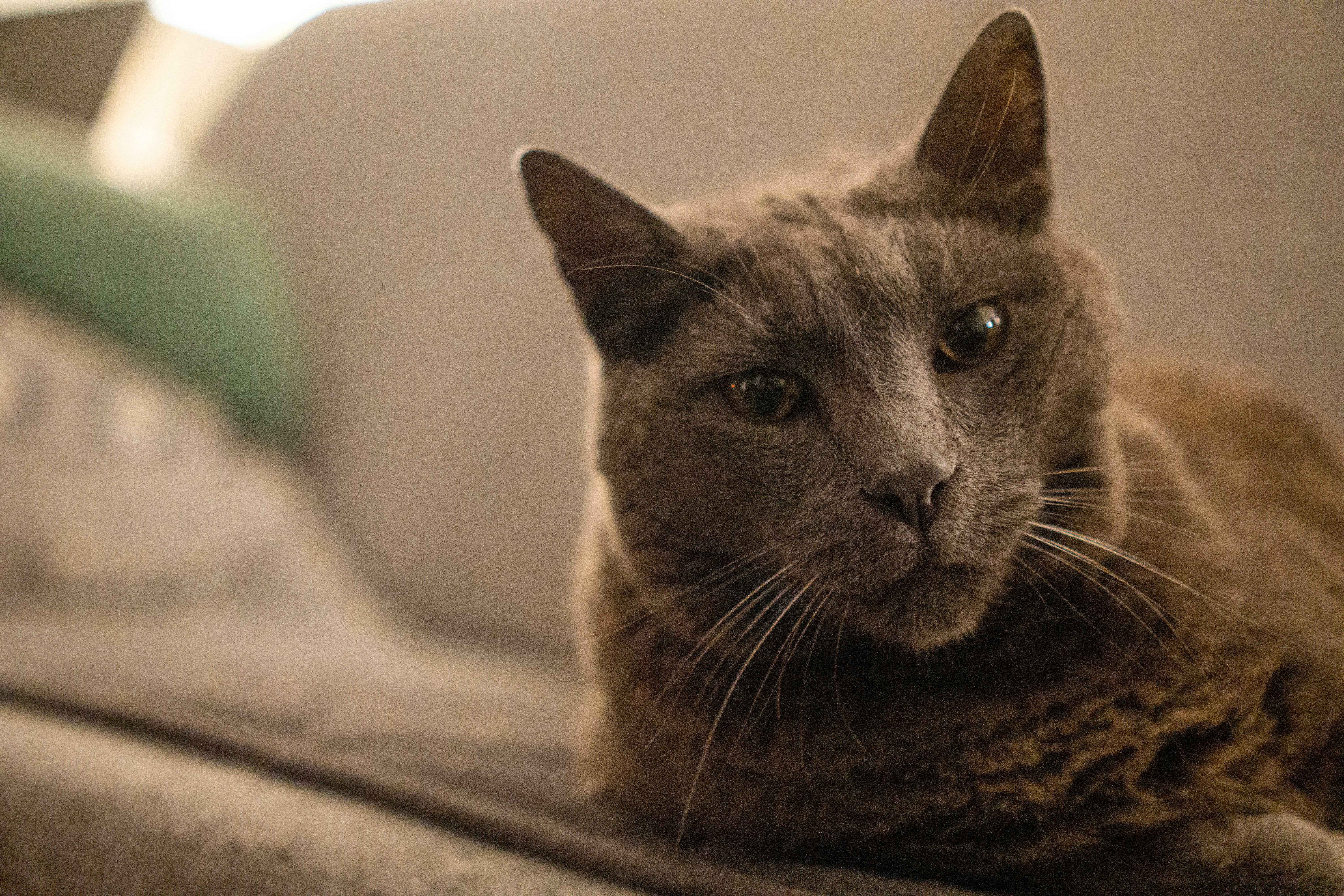 Chartreux: The Blue-Hued Confidant (image credits: unsplash)