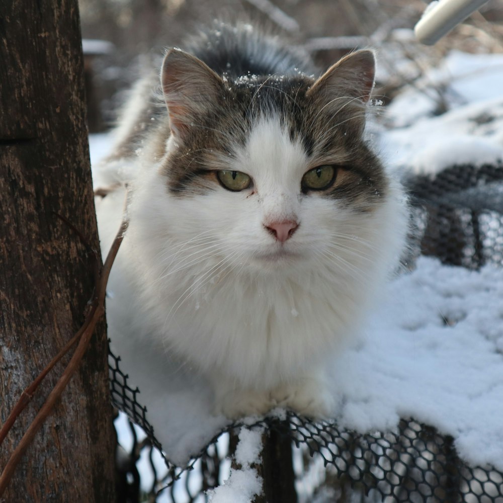 a cat sitting on a fence in the snow