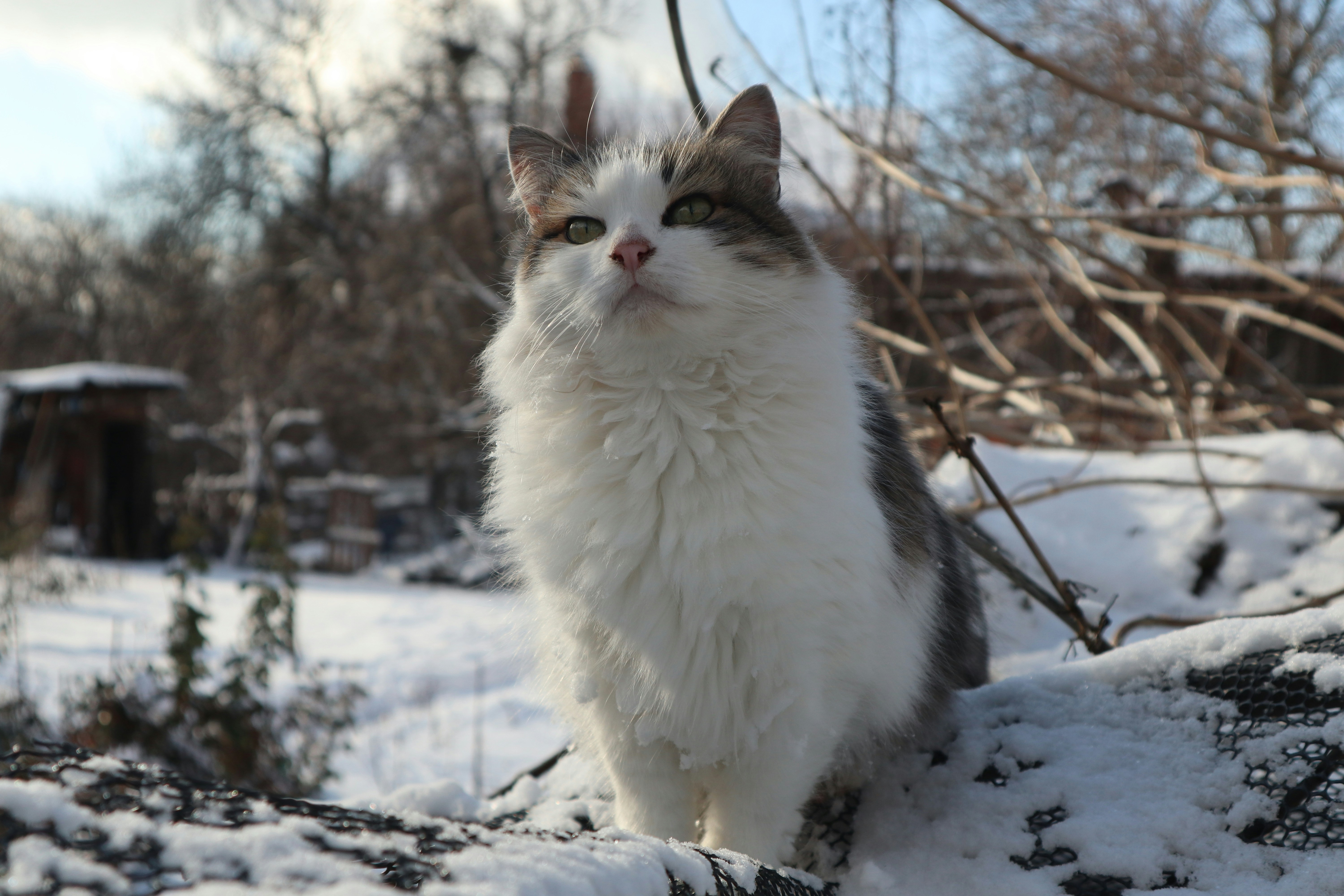 Curiosity That Knows No Bounds (image credits: unsplash)