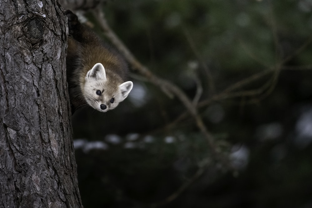 a small animal is peeking out of a tree