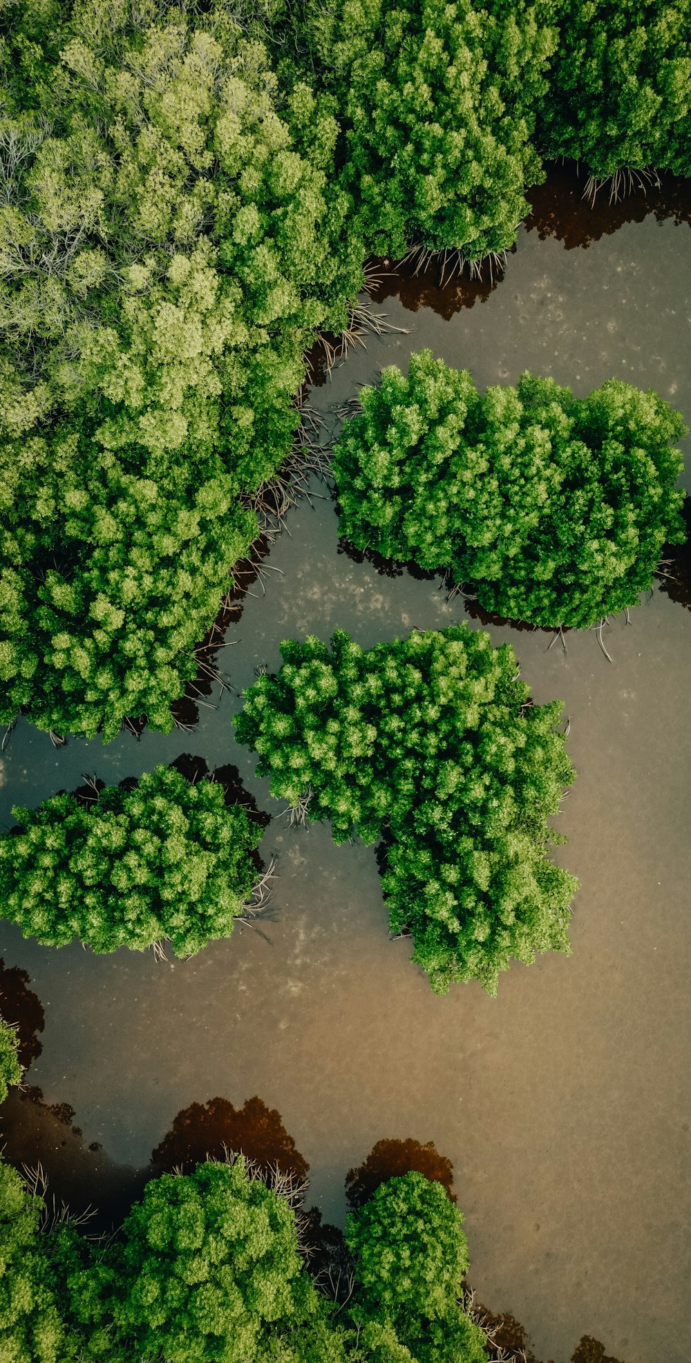 a group of trees that are in the dirt