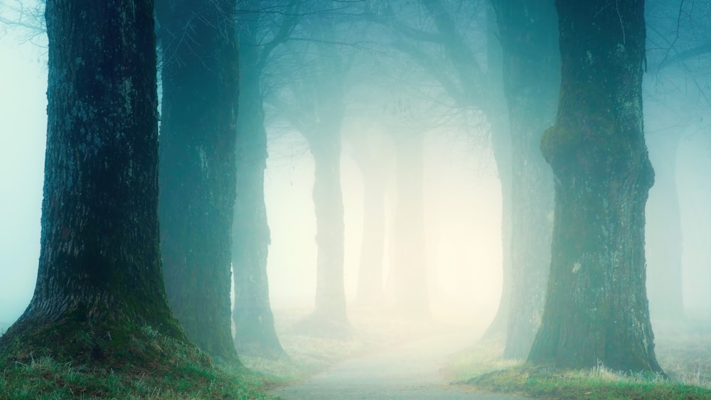 a foggy path through a forest with tall trees