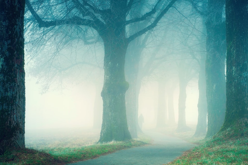 a foggy path in a forest with trees