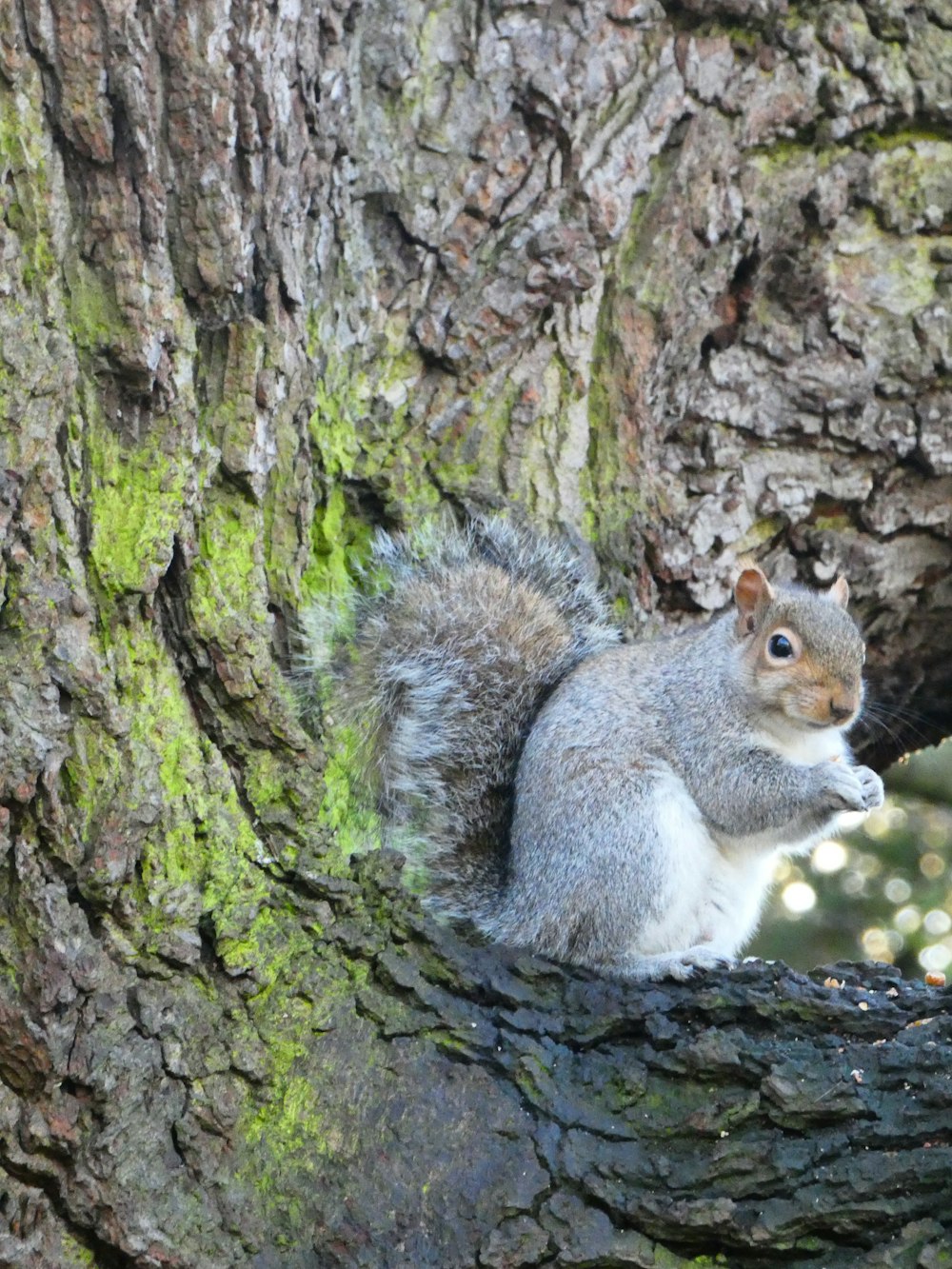 a squirrel standing on a rock