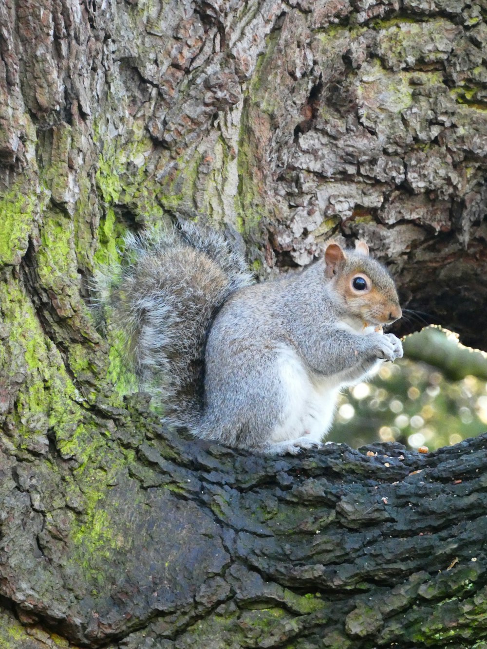 Ein Eichhörnchen sitzt auf einem Felsen
