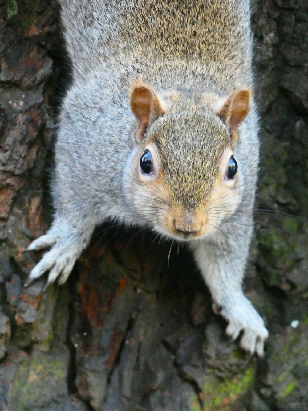 a squirrel standing on a rock