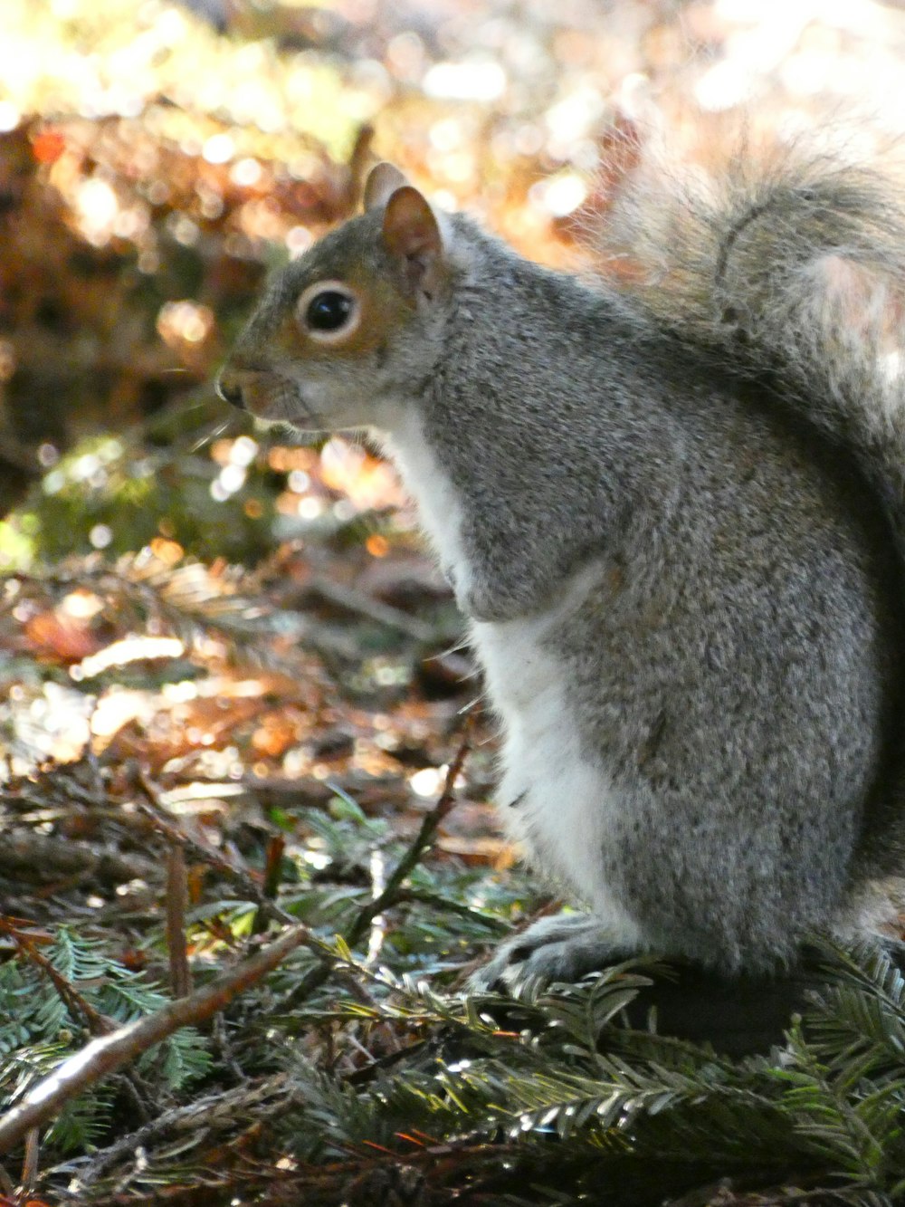 a squirrel with its mouth open
