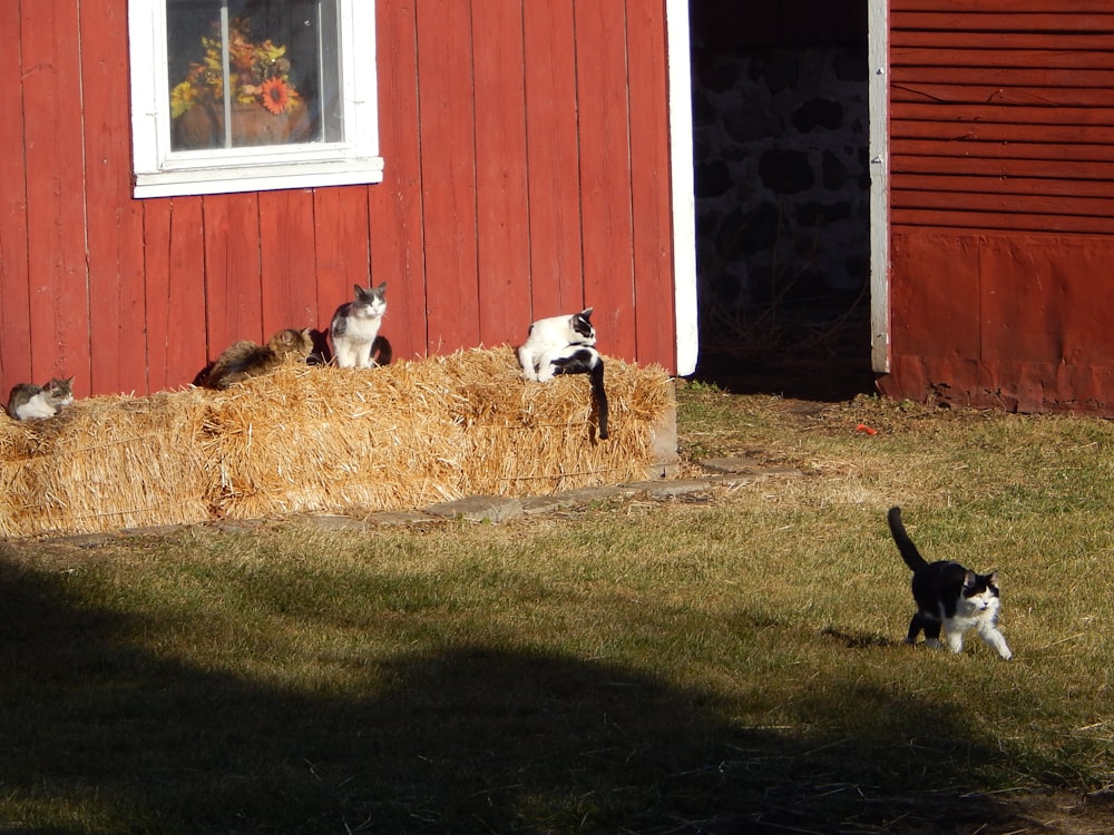 a group of cats sitting on top of a hay bale