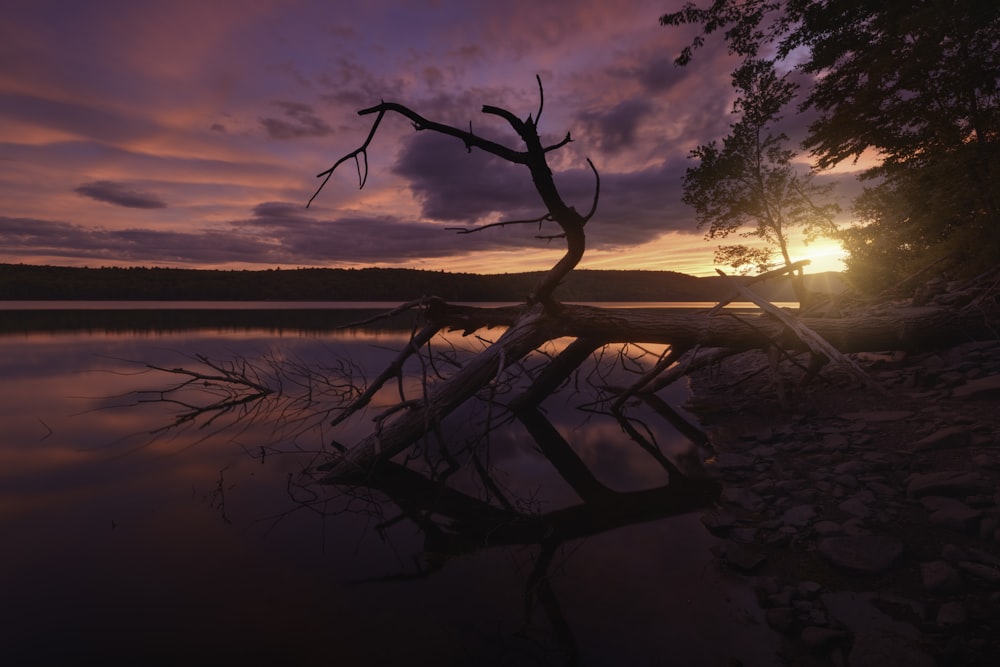 a tree that is standing in the water