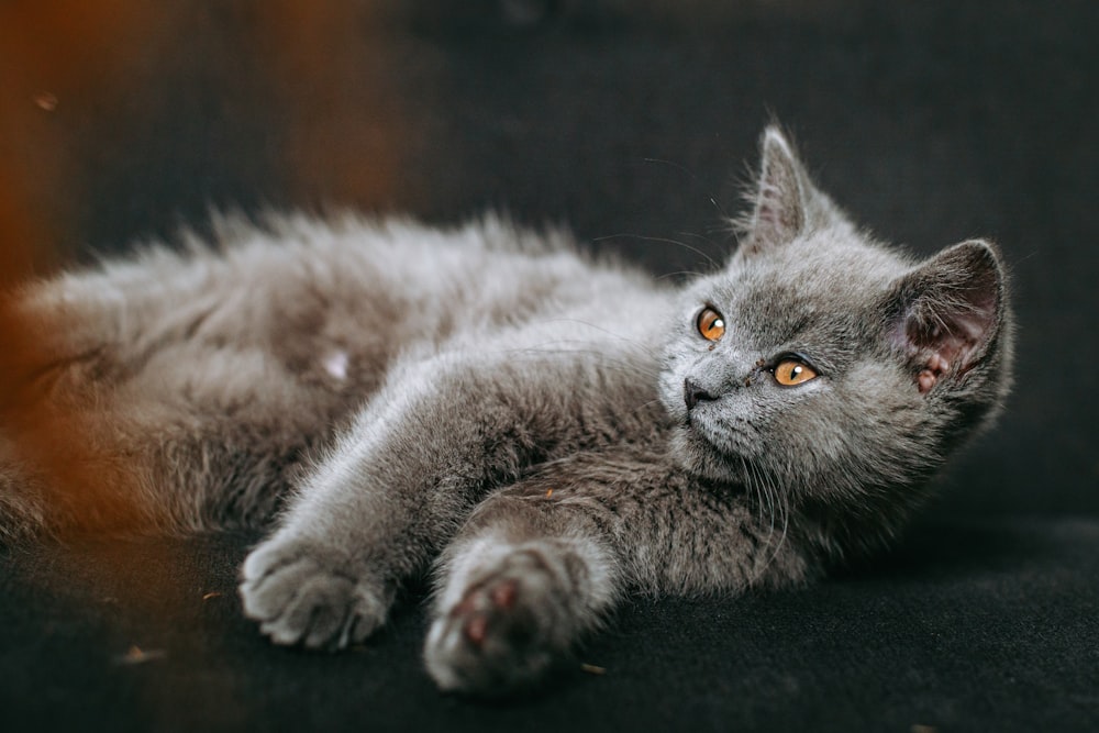 a close up of a cat lying on the ground