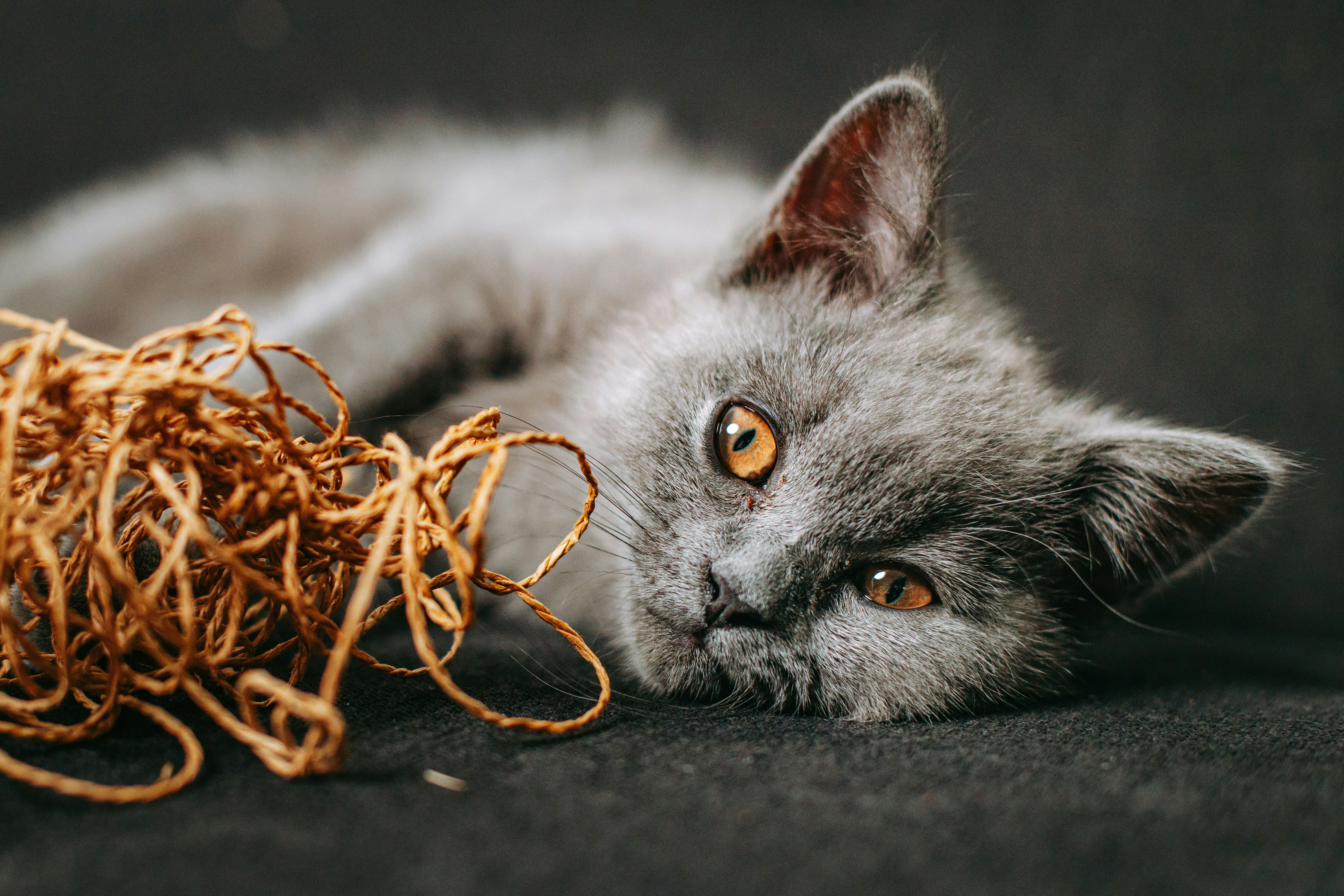 A Pet Week Open Thread