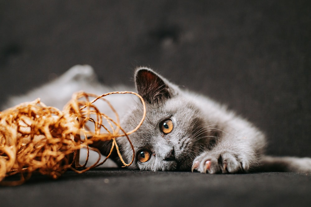 a gray kitten playing with a pile of shredded paper