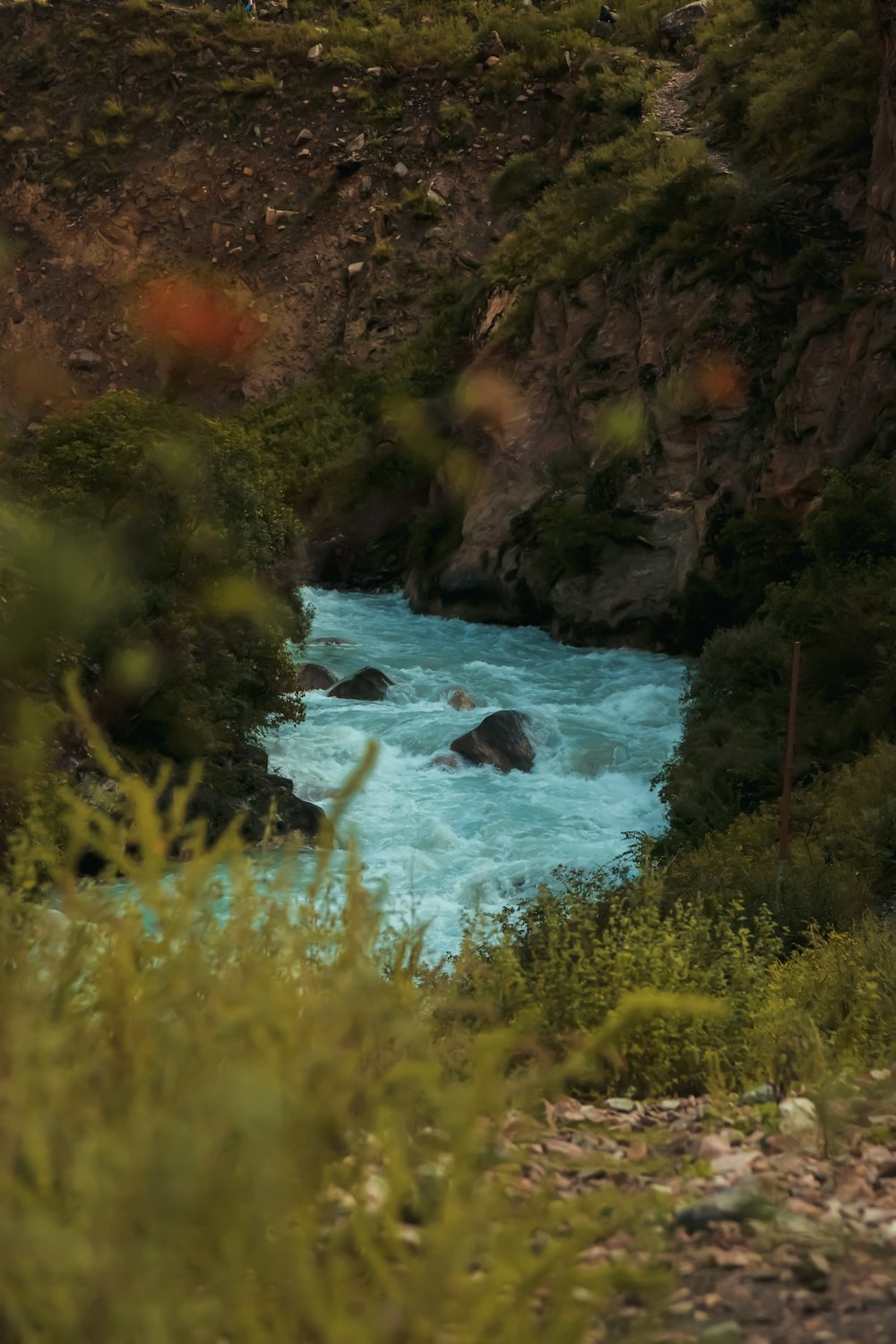 a river flowing through a lush green forest