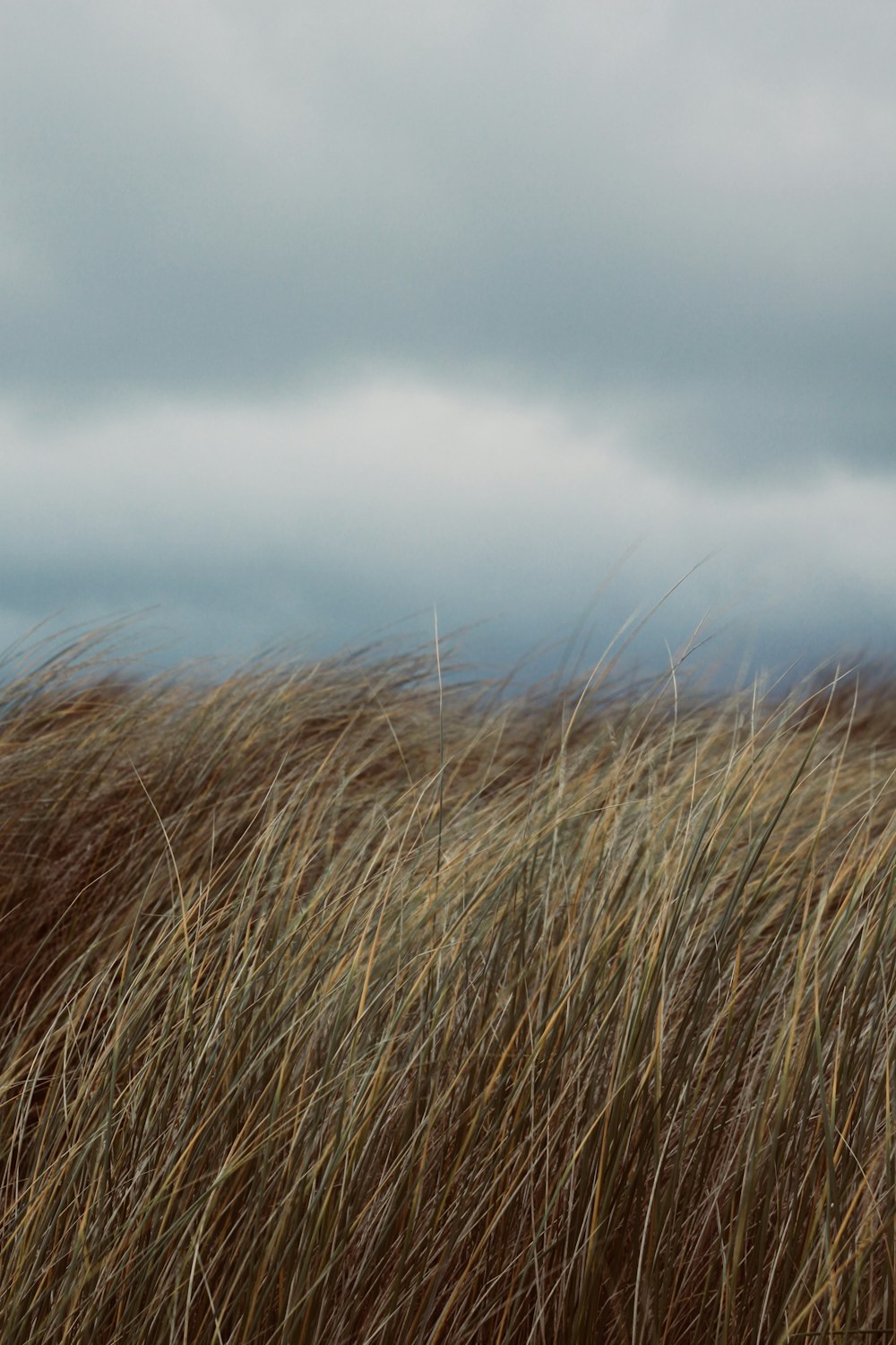 Ein Haufen braunes Gras weht im Wind