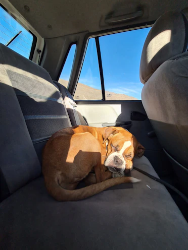 A cozy travel bed set up in the backseat, inviting a relaxed pet to rest.