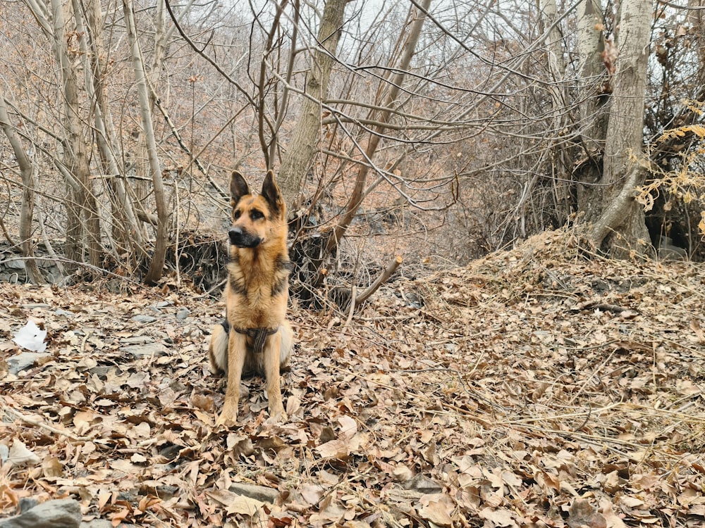 a dog sitting in the leaves in a wooded area