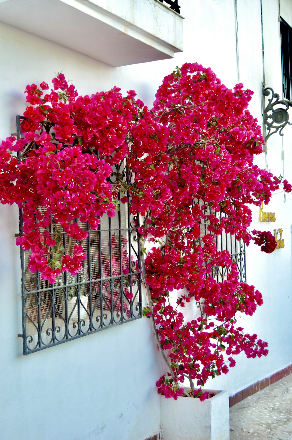 a white building with red flowers growing on the side of it
