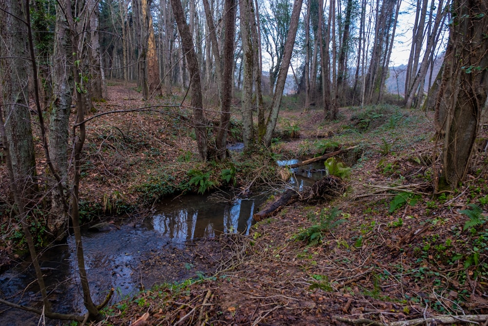 a stream running through a forest filled with lots of trees