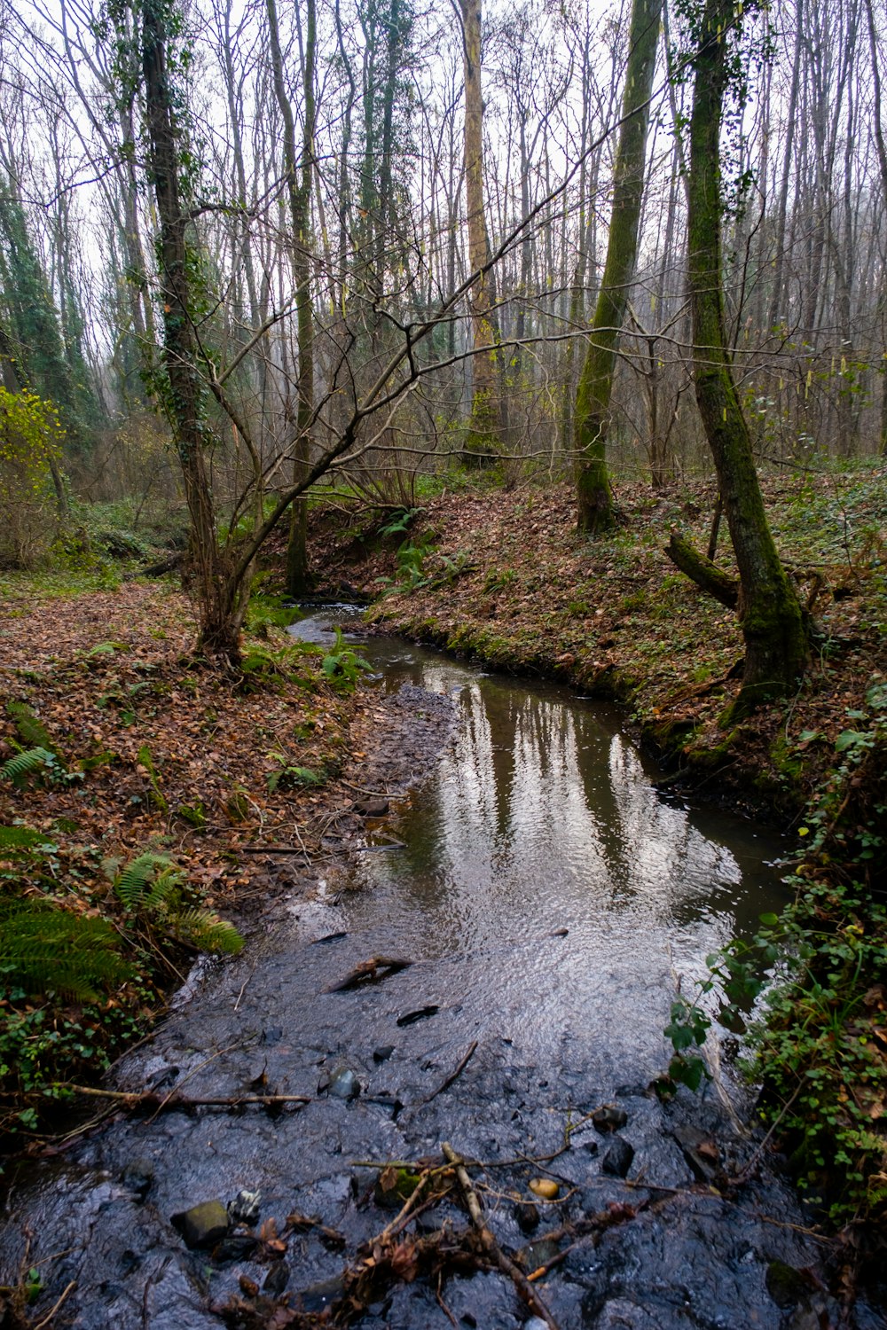 um pequeno riacho que atravessa uma floresta cheia de árvores