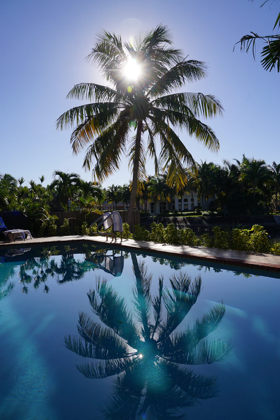 Palm tree next to a swimming pool