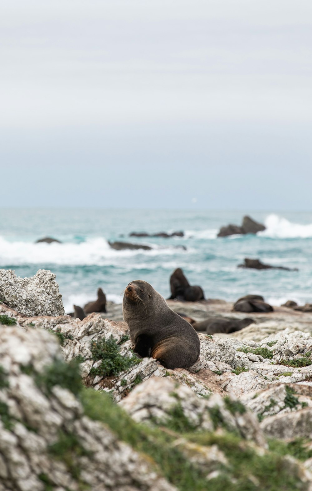 Fur Seal on Rocks by Ocean Looking at Camera