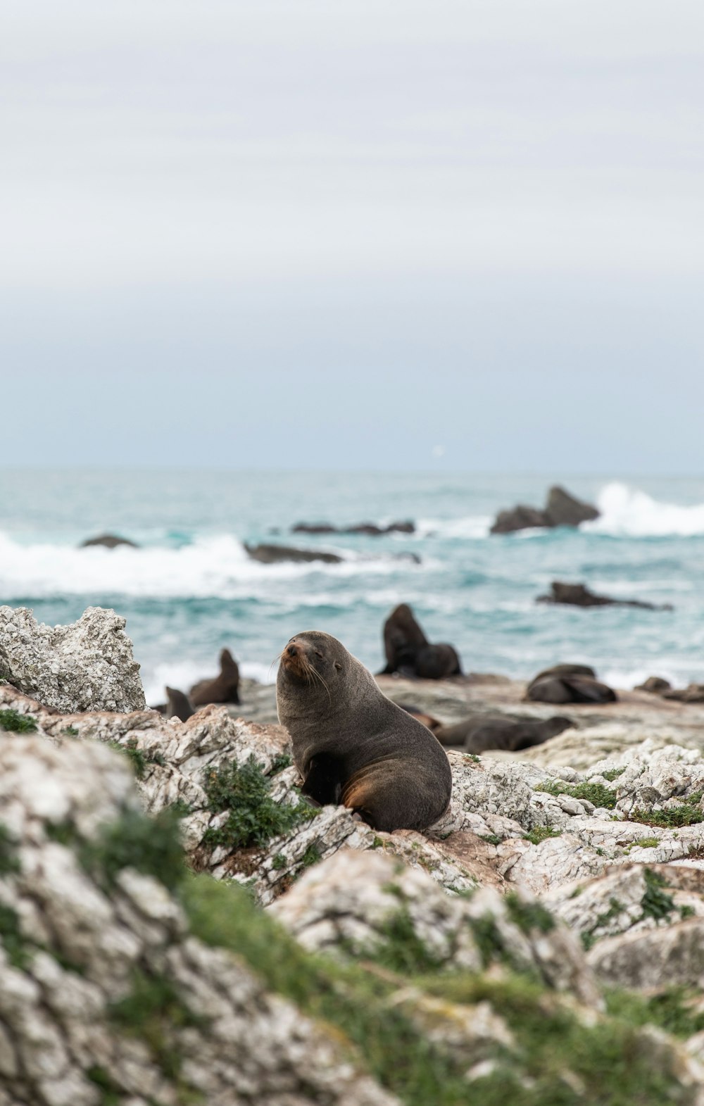 a bear that is standing on a rocky beach