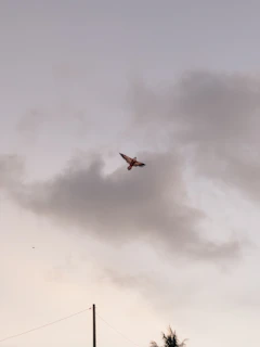 A bird-shaped kite flying high in the sky during a cloudy day, with the horizon punctuated by a pole and some distant foliage. Soft clouds create a calm backdrop.