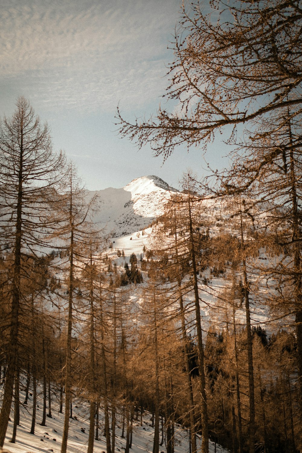 a snowy landscape with trees and a mountain in the background