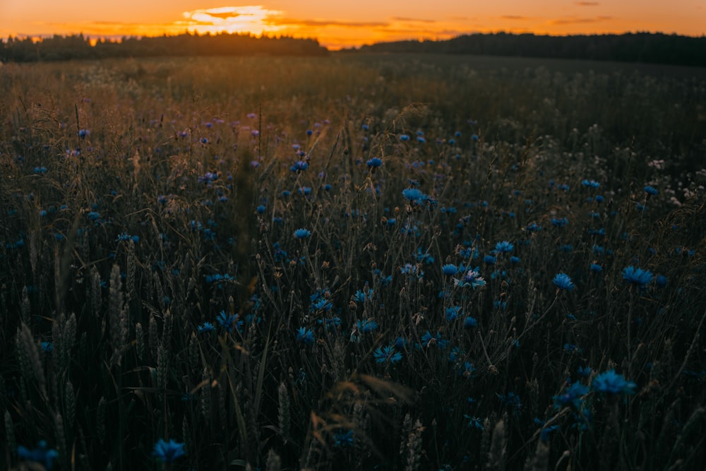 a field full of blue flowers with the sun setting in the background