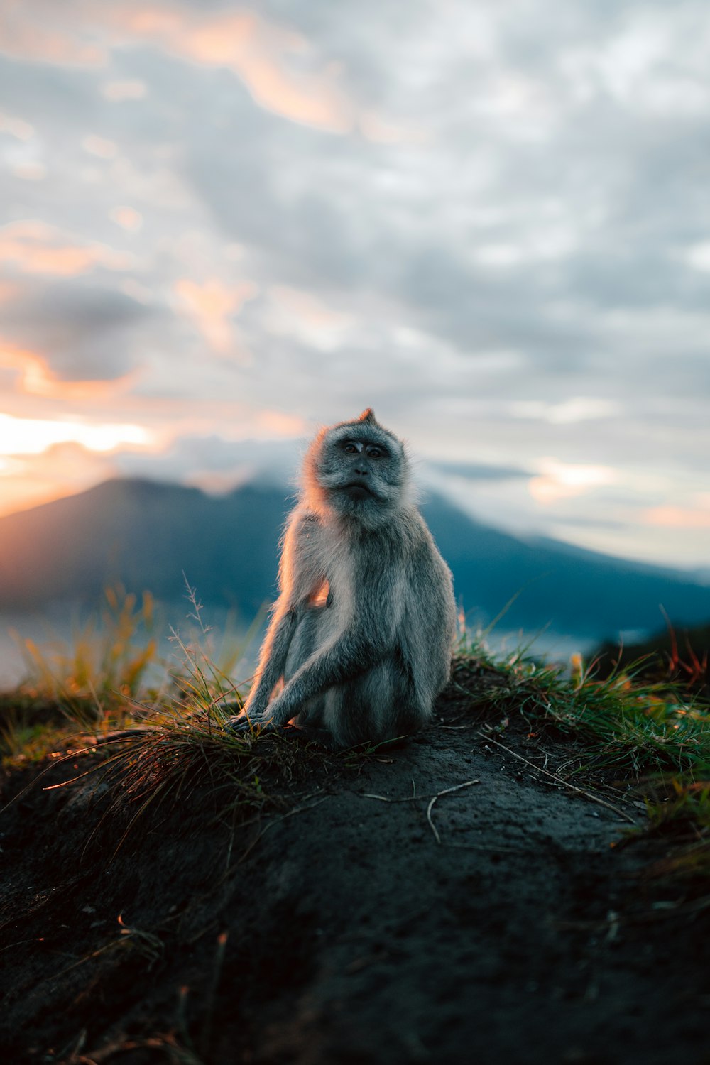 a monkey sitting on top of a grass covered hill