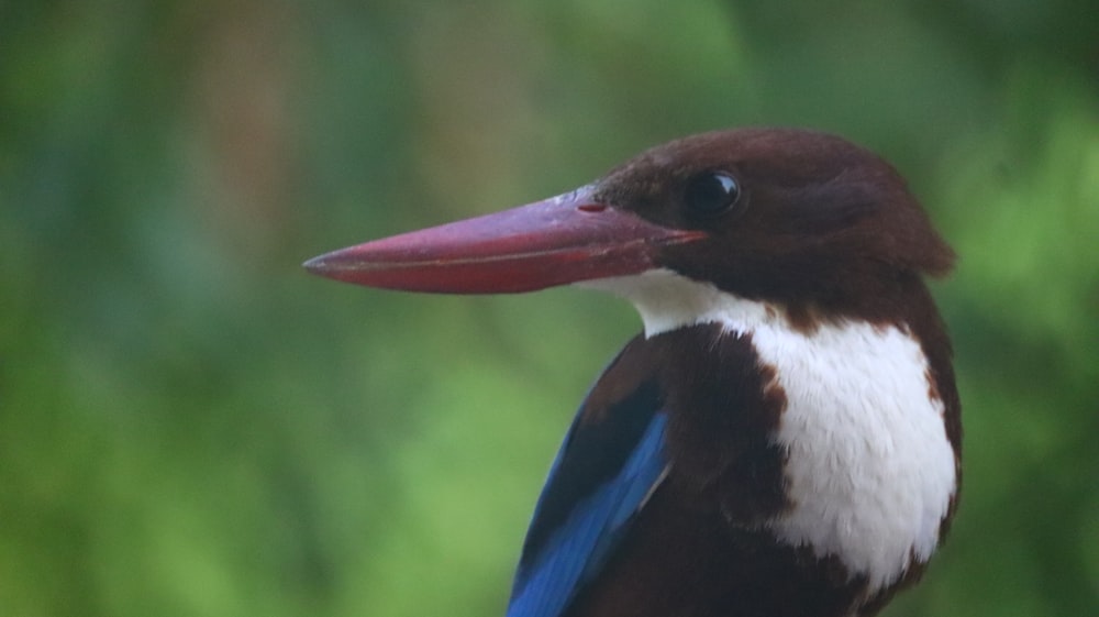 a brown and white bird with a red beak