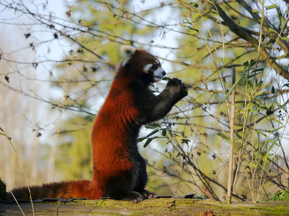 a red and black animal standing on its hind legs