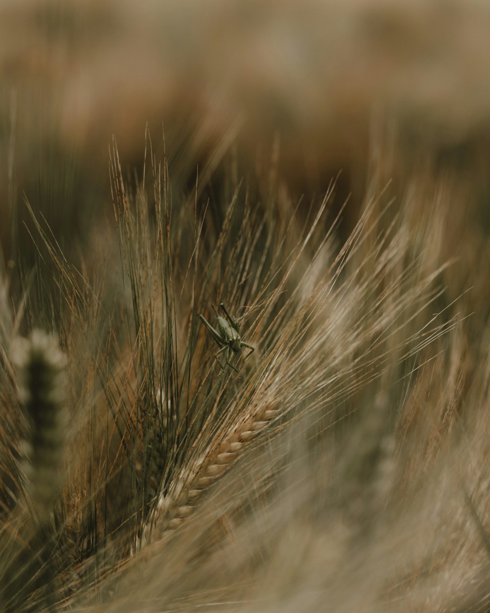 a bug sitting on top of a dry grass field