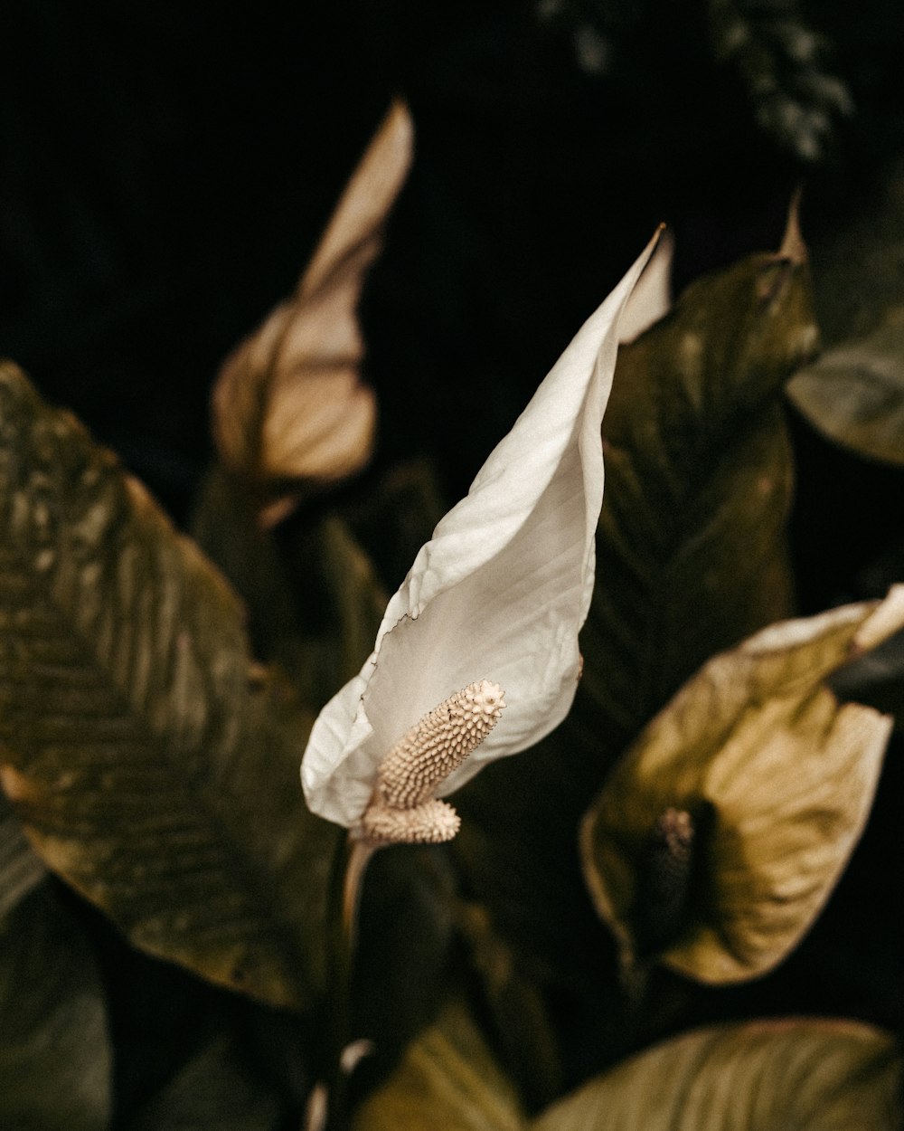 a close up of a white flower on a plant