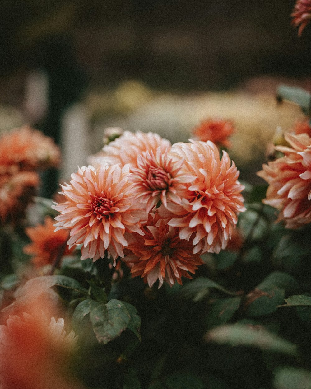 ein Blumenstrauß, der in einem Topf ist