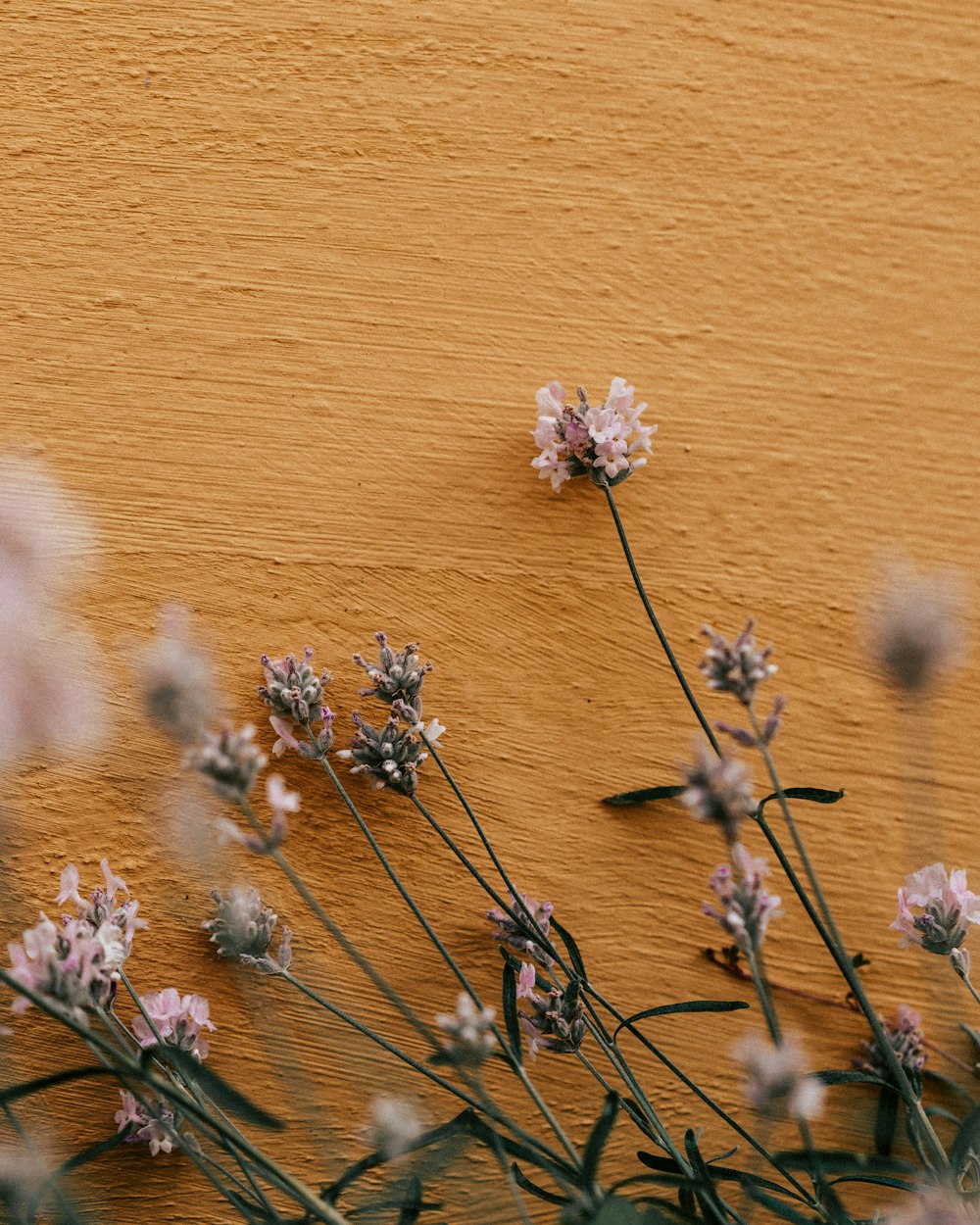 un bouquet de fleurs qui sont sur un mur