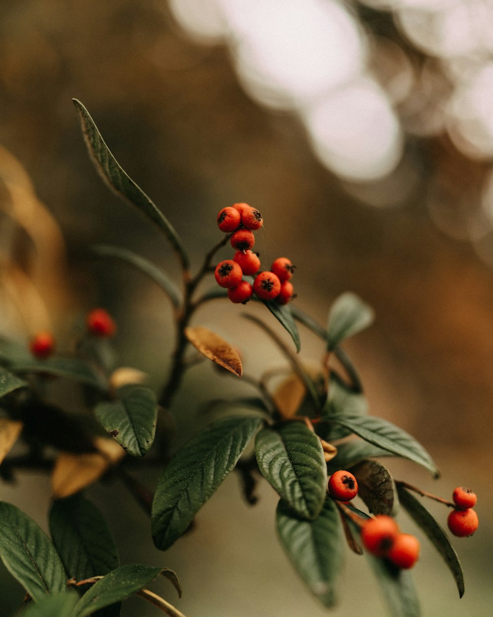 a small branch with red berries on it