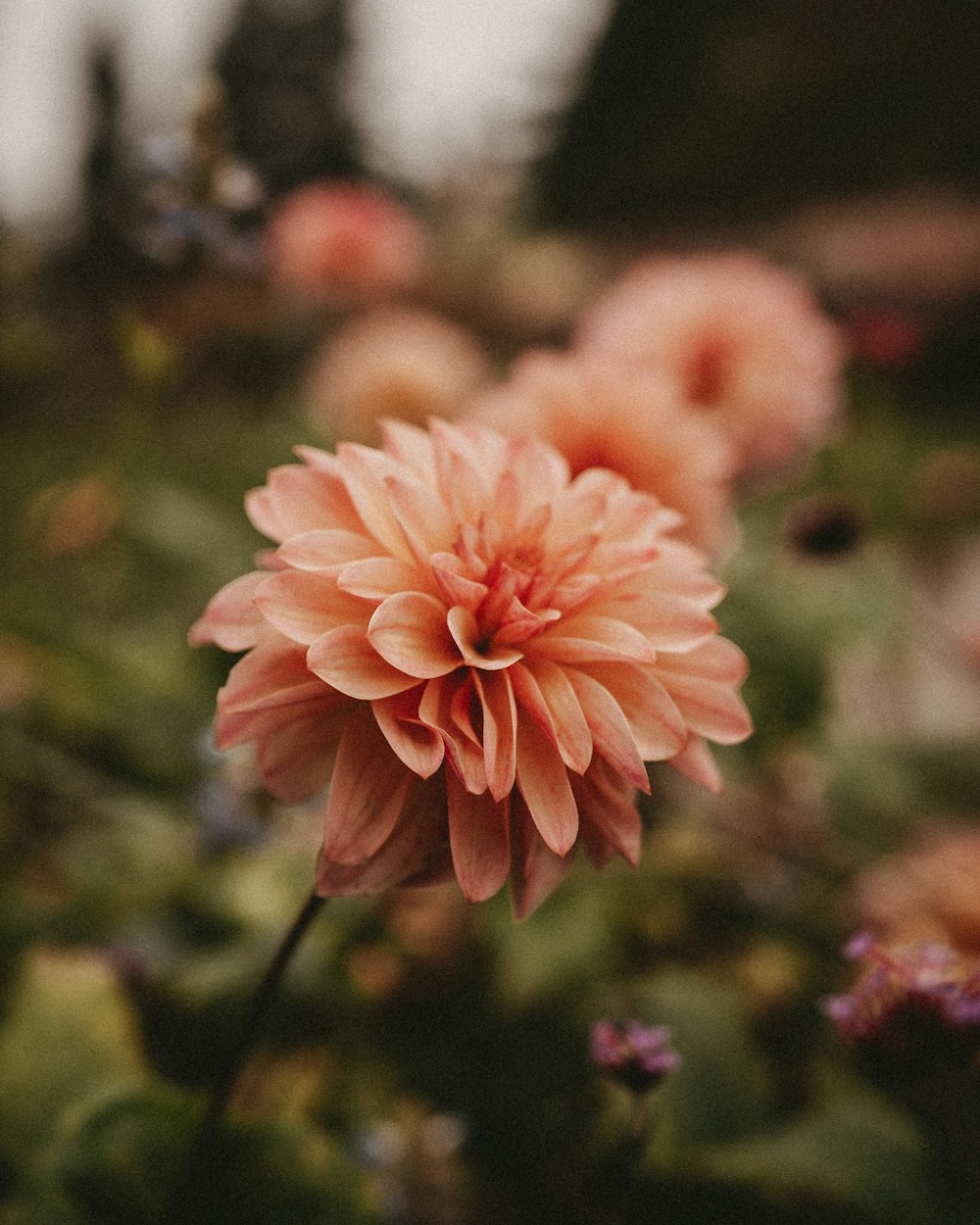 a close up of a pink flower in a field