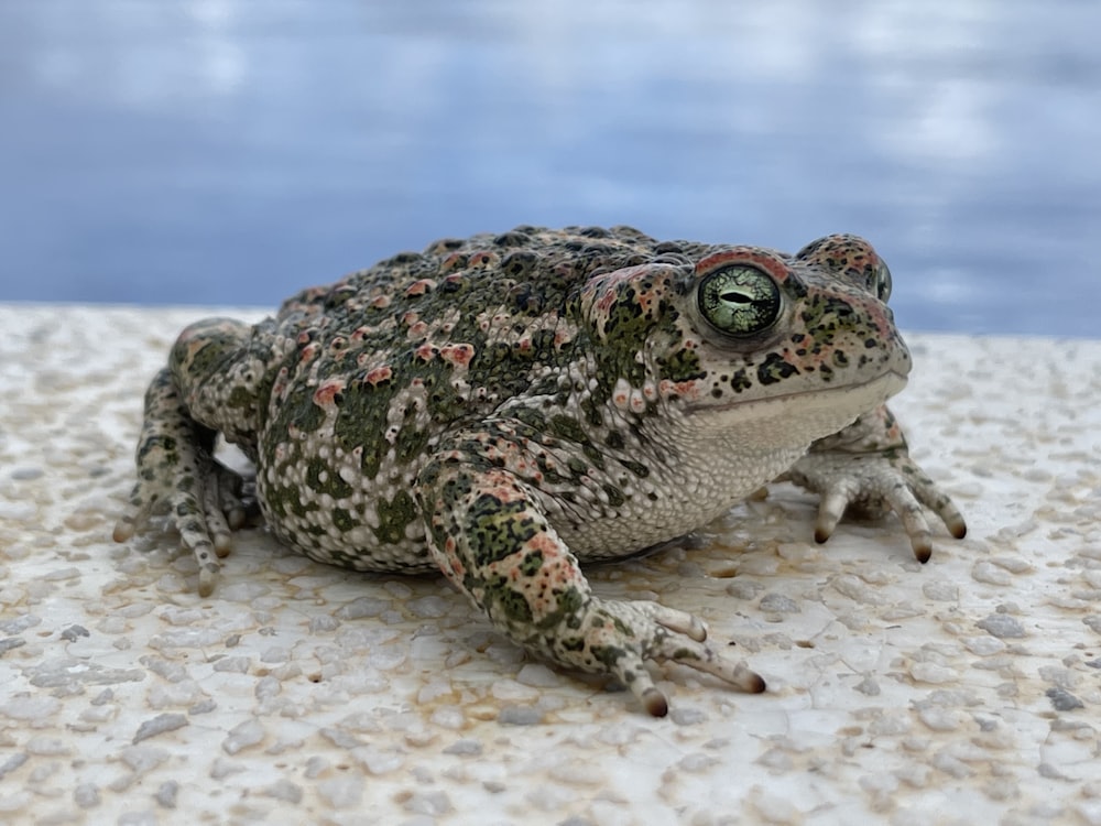 a frog sitting on top of a sandy ground