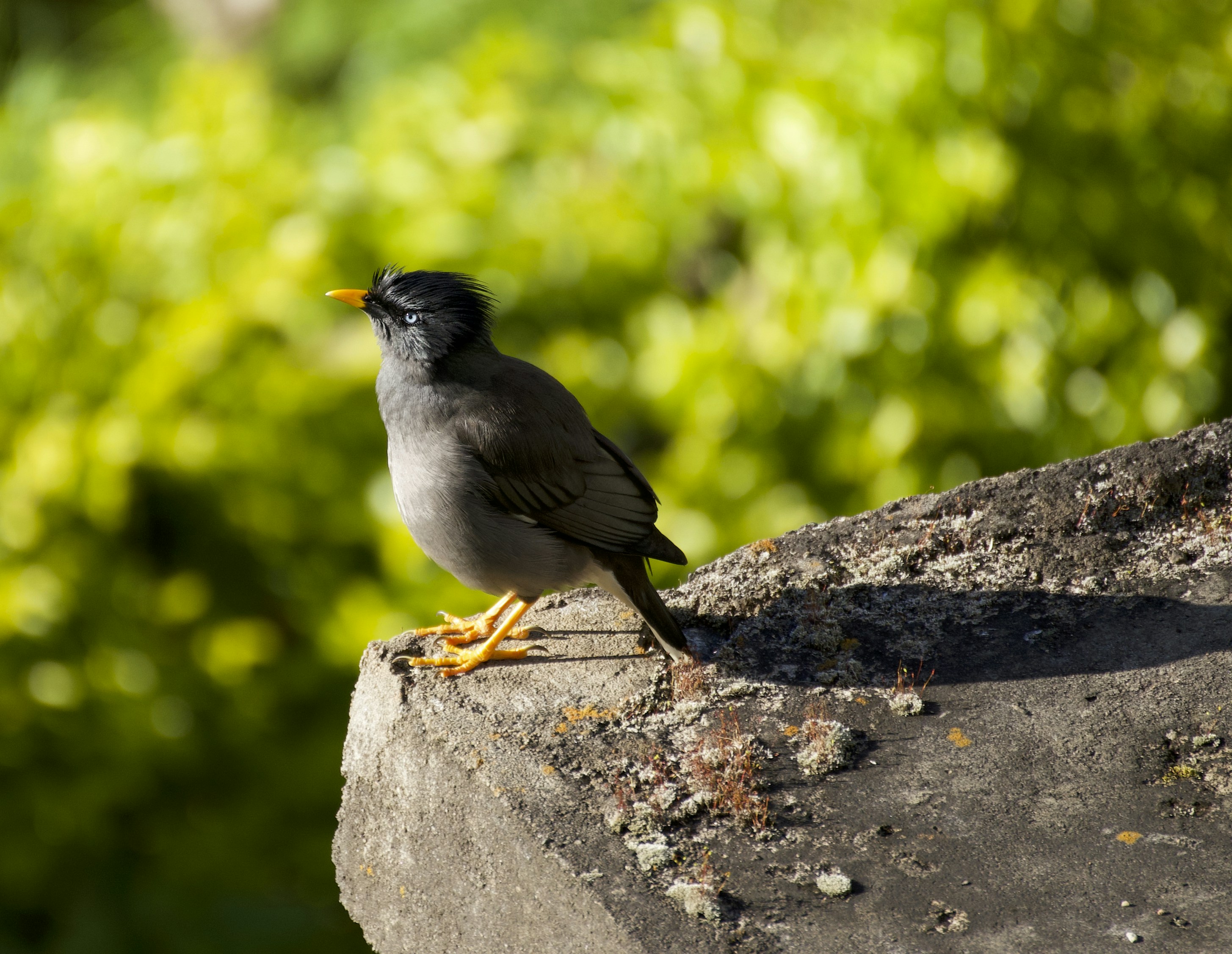a small bird sitting on top of a rock
