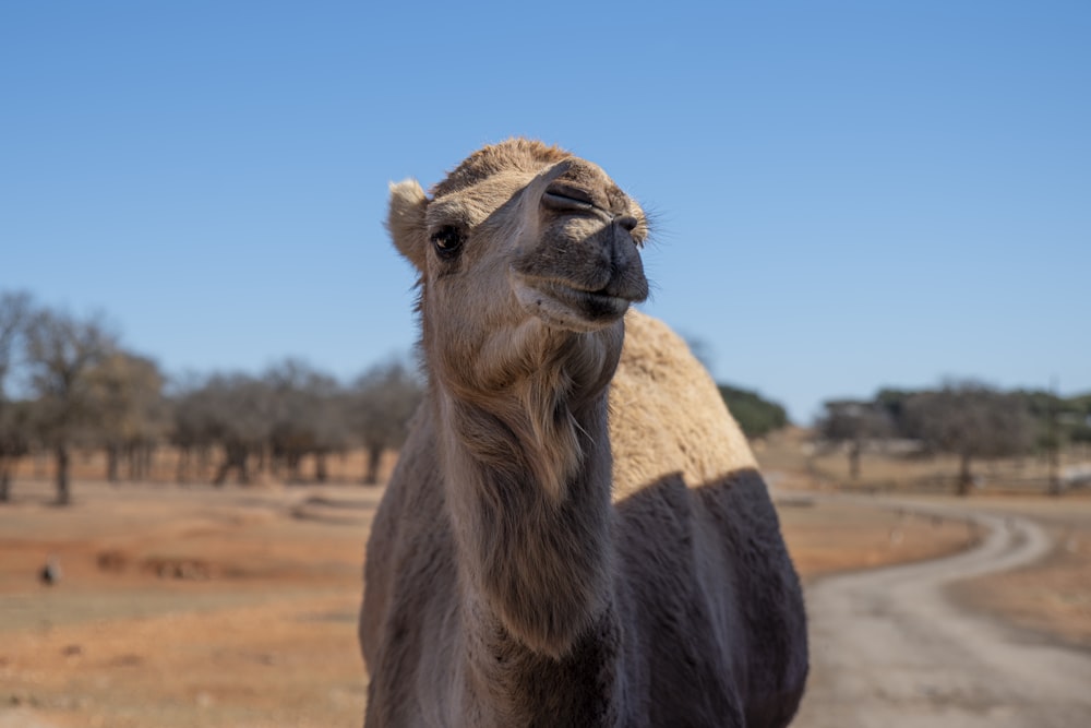 a close up of a camel on a dirt road